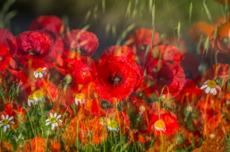 * Field of Poppies * - flowers, field, flower, nature