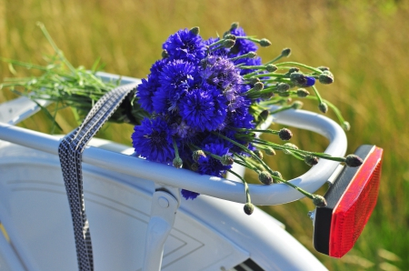 * Truffle Wild Flowers * - nature, flowers, flower, wild