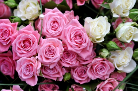 * Roses * - flowers, flower, roses, nature