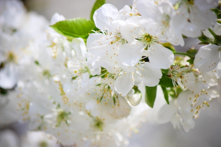 * Blooming twigs of trees * - flowers, flower, trees, nature