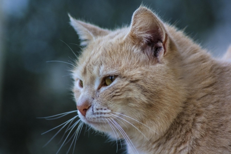 Cat - paws, face, pretty, cute, animals, beautiful, cat, sleeping, kitty, cats, kitten, hat, lovely, cat face