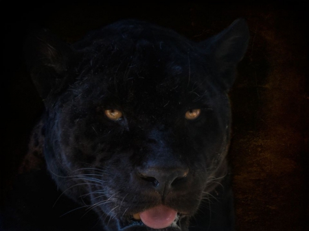 Black panther face - big cats, felines, black panthers, animals