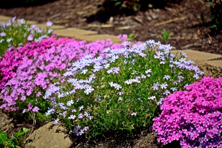 Bed Of Flowers - flowers garden, bed of flowers, spring flowers, flowers