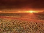 sunrise over hillside vineyards