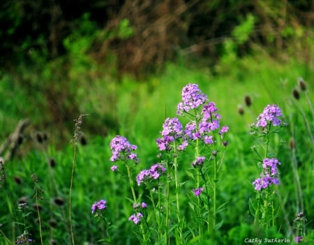 Field of Purple - wildflowers, blooms, nature, grass, field, country, flower