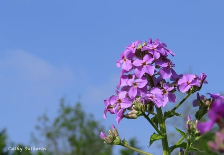 Spring Blooms - sky, flower, wildflower, field, blooms, nature, country