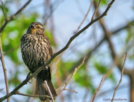 Looking for Breakfast - bird, branch, nature, breakfast, spring, country, tree