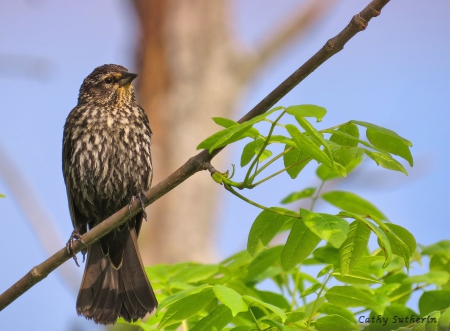 Looking for a Friend - bird, branch, animal, nature, srping, leaf, tree, leaves