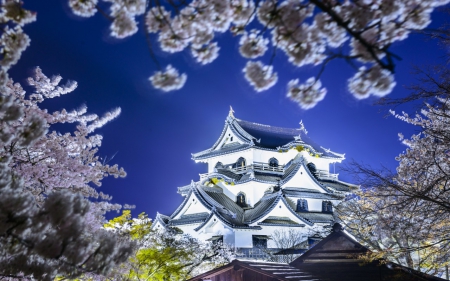 Hikone Castle - cherry blossom, japan, sakura, castle, night, japanese, hikone, old