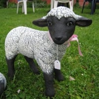 Little Sheep