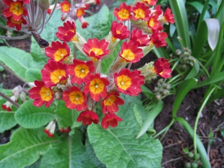 Cowslip - cowslip, leaf, colors, flowers, garden