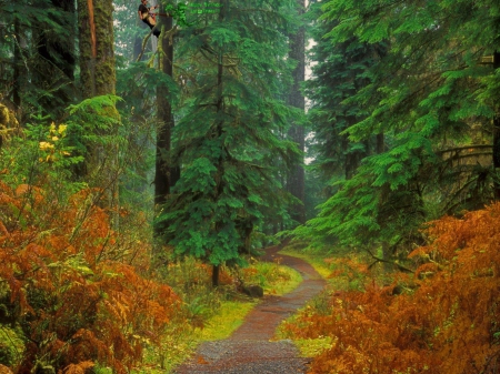 Forest Path - trees, brown, grass, path, nature, trunks, green, country, limbs