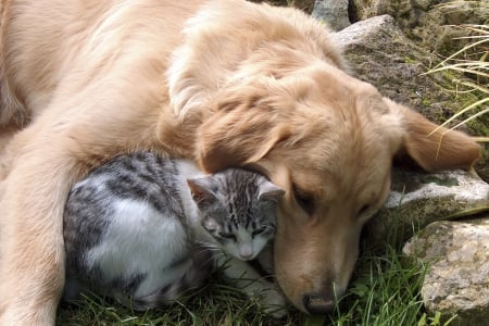 Pals Forever - legs, ears, rock, eyes, dog, cat, fur, nose, animals