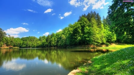 Forest Surrounded Lake - clouds, trees, water, blue, grass, forest, reflection, shadow, white, nature, green, lake, sky