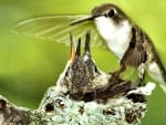 Female Ruby-throated Hummingbird