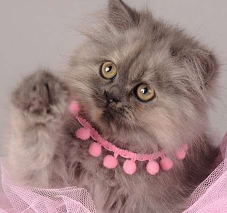 sweet kitten - kittens, photography, cool, pink, sweet, animals