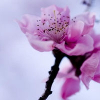 Pink flowers