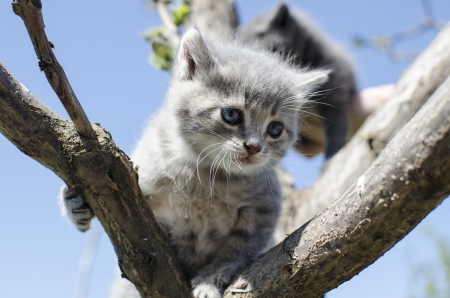 Cat - paws, face, pretty, cute, animals, beautiful, cat, sleeping, kitty, cats, kitten, hat, lovely, cat face