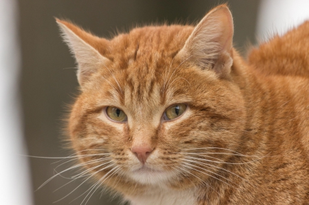 Cat - paws, face, pretty, cute, animals, beautiful, cat, sleeping, kitty, cats, kitten, hat, lovely, cat face