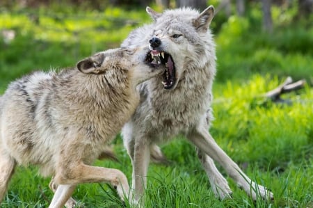 Wolves - angry, nature, predator, wolf, playing