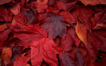 Red leaf - leaf, red, nature, autumn