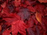 Red leaf