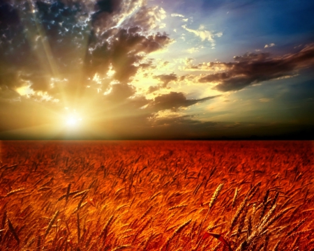 Sunset in red field - field, sky, nature, sunset