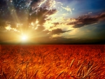 Sunset in red field