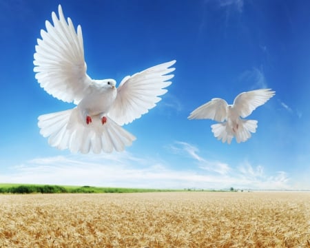 White doves - sky, animals, field, dove, birds