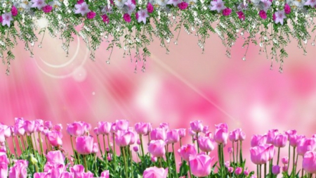 ~*~ Pink Flowery Field ~*~ - beautiful pink, flowers, Pink Flowery Field, pink flowers