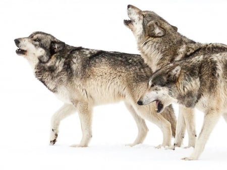 WOLVES - nature, wolves, wol, animals