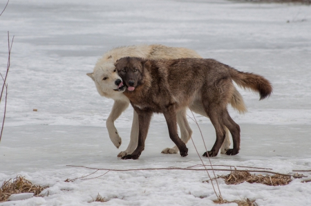 WOLVES...I LOVE YOU TOO - wolf, love, wolves, nature, animals, snow