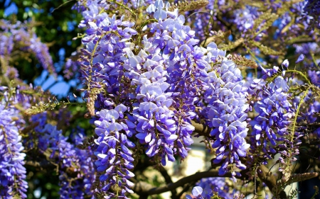 Wisteria - sunshine, blossoms, blue, tree, spring