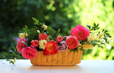 Roses - basket, blossoms, still life, different