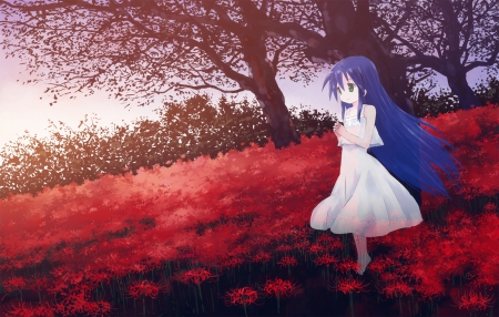 ✞~Ɯαиdɛяιиɢ Sσʋℓ~✞ - Cute, Sweet, Long Blue Hair, Smile, Lovely, Wandering, Anime, Lucky Star, Field, Trees, Red, Beautiful, White Plain Dress, Girl, Kanata Izumi, Wonderful, Soul