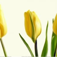 Yellow tulips