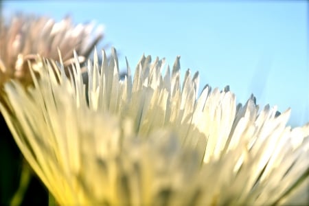 Sun Flower - flower, yellow, nature, closeup