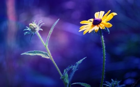 Beautiful Colors ✿ڿڰۣ(̆̃̃ - flowers, yellow, blue, beautiful