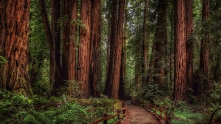 Forest Pathway - path, trees, preserve, moss, forest, Forest Service, woods