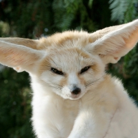 FENNEC FOX