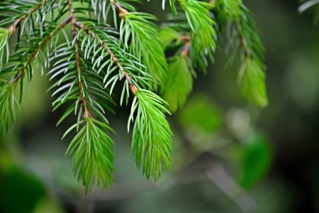 A Bit Of Nature - A Bit Of Nature, trees, the woods, green