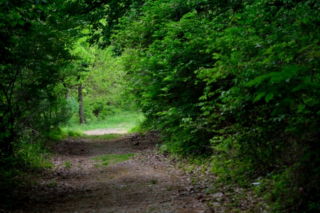 A Walk In The Park - A Walk In The Park, walk in the wood, forest walk, the woods, deep woods, walk in the woods, nature wlak, forest