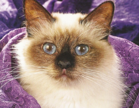 Siamese Cat - cute, paws, siamese, cat