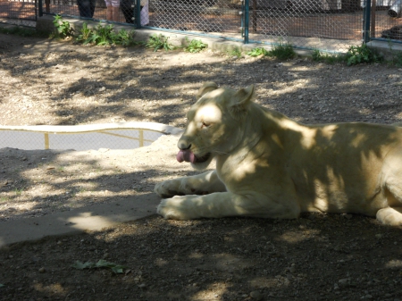 Lioness - beograd, lioness, zoo, zooloski vrt, zoo vrt, nature, Belgrade, lion, big cat