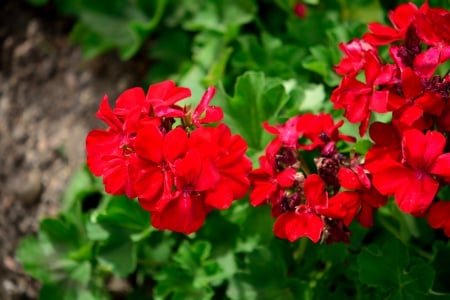 Red Spring - pretty flowers, spring flowers, Red Spring, red flowers