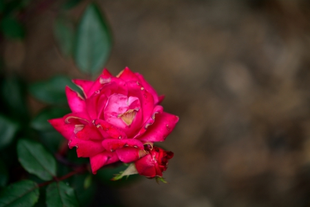 Beautiful Red - springtime, red flowers, beautiful red, spring flowers, red flower