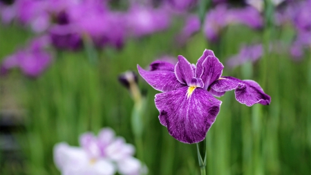 My lovely color - flower, purple, nature, amazing