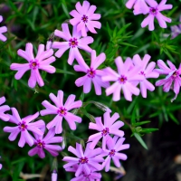 Pretty Purple Posies