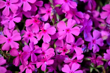 Sea Of Pink - springtime, spring flowers, pink flowers, Sea Of Pink