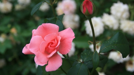 Pink Rose - beautiful, flower, pink, rose